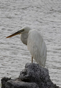 White morph of the Great Blue Heron (Great White Heron).