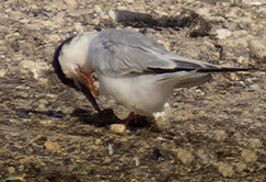 Roseate Tern on Bonaire.