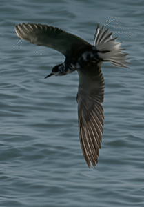 Black Tern on Bonaire.