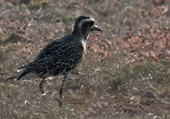 American Golden Plover on Bonaire.