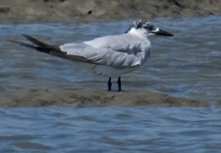 A Gull-billed Tern on Bonaire.