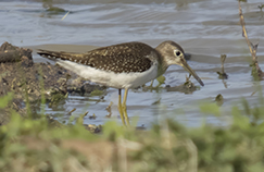 Solitary Sandpiper on Bonaire.