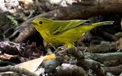 Yellow Warbler (Northern)