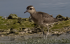 American Golden Plover on Bonaire.