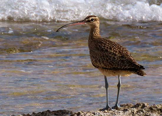 A Hudsonian Whimbrel visits Bonaire on migration.