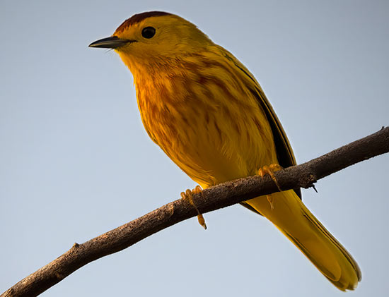 A male Mangrove Yellow Warbler (Lesser Antillean) on Bonaire.