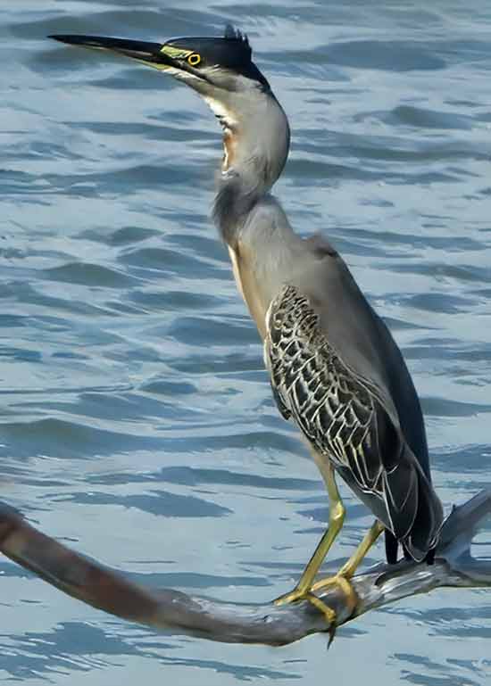 A rare Striated Heron at a Bonaire wetland.