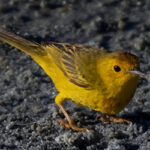 A male Mangrove Yellow Warbler forages on Bonaire.