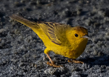 Birds of Bonaire–2025 Taxonomy Changes