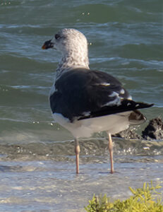 Lesser Black-backed Gull