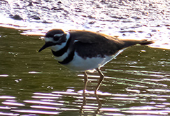 Killdeer
