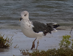 Lesser Black-Backed Gull