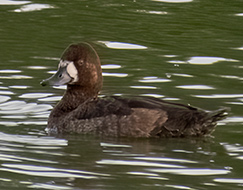 Lesser Scaup