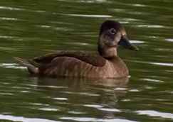 Ring-necked Duck