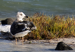 Lesser Black-backed Gull