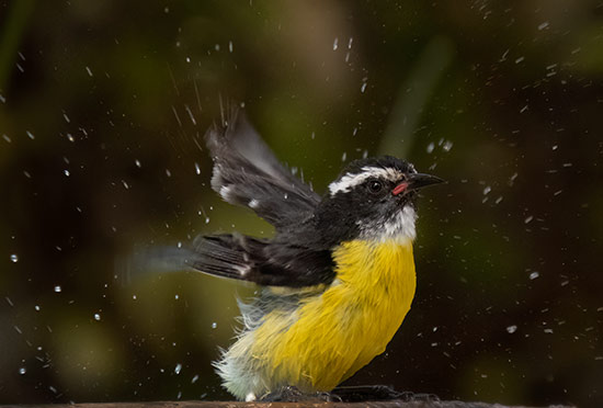 Utilizing continuous shooting mode allows you to choose the perfect frame (Bananaquit).