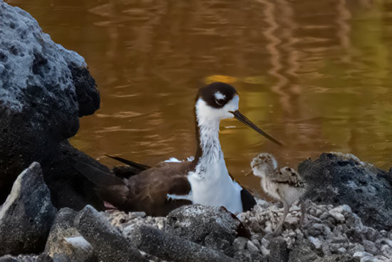 This female Black-necked Stilt and her just-hatched chick were photographed from over 30 meters/100 feet away using a telephoto lens to avoid disturbance to the nest.