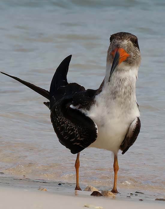 Shooting at the bird's eye level helps to connect with your subject (Black Skimmer).