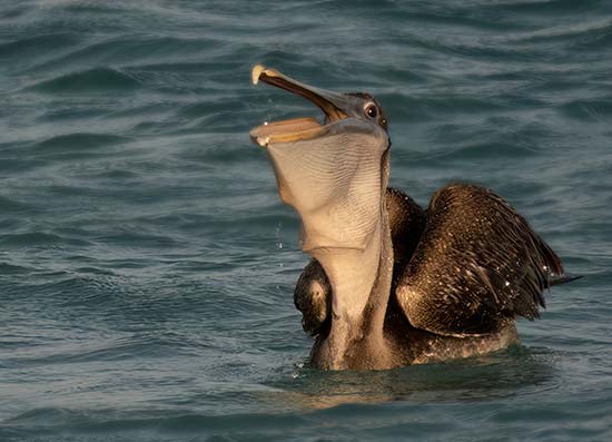 Knowing how a bird will behave can assist with getting that special moment (Brown Pelican).