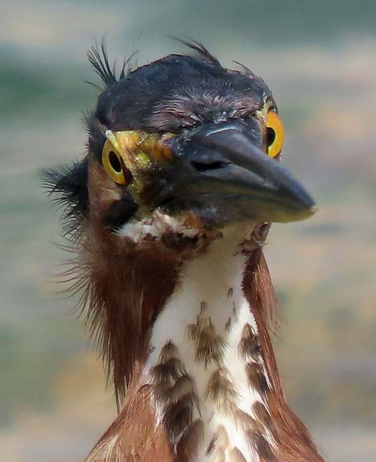 The eyes must be sharp in bird portraits, even if the bill and feathers go soft (Green Heron).