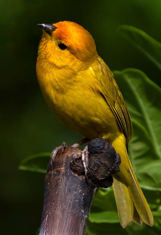 A Saffron Finch visits a garden perch.