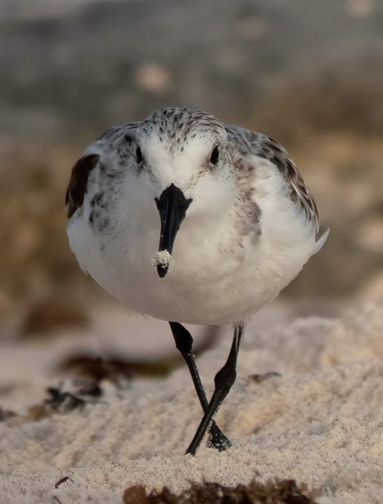 Sit quietly and let the birds approach you (Sanderling).