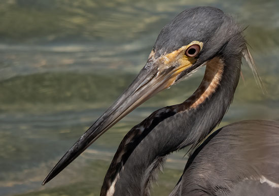 Use post-processing tools selectively (Tricolored Heron).