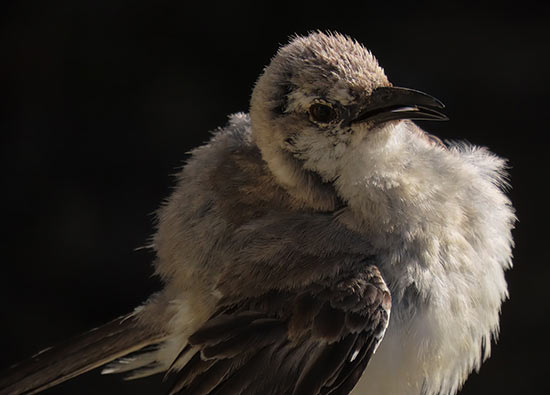 Dramatic side lighting can enhance a portrait of a common bird (Tropical Mockingbird).