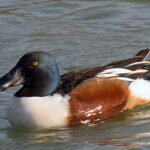 A Northern Shoveler enjoys one of Bonaire's freshwater ponds.