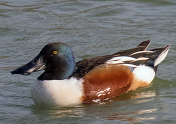 Best Practices for Bird Portrait Photography