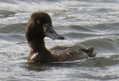 Lesser Scaup