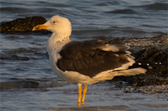 Lesser Black-backed Gull