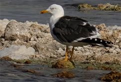 Lesser Black-backed Gull