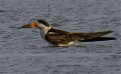 Black Skimmer