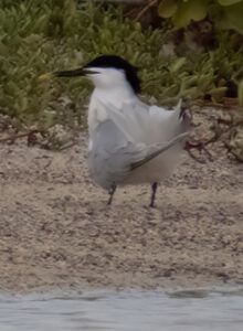 Sandwich Tern (Cabot's)