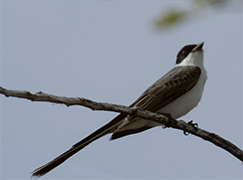 Fork-tailed Flycatcher