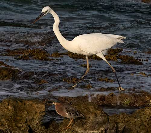 A Great White Heron (the largest heron observed on Bonaire) with the island's smallest heron, the Green Heron.