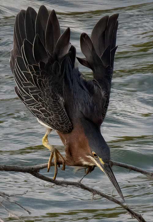 An adult Green Heron, foraging in a freshwater pond on Bonaire.
