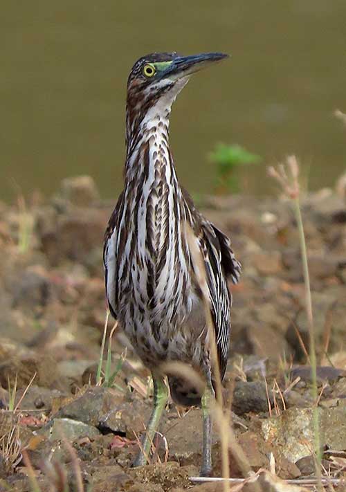 A juvenile Green Heron on Bonaire.