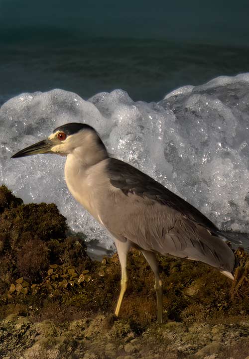 The Black-crowned Night Heron is mostly found in fresh or brackish habitats, but can be found on the oceanside as well.