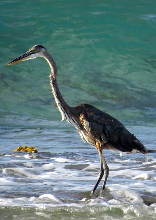 The Great Blue Heron can often be observed stalking along a Bonaire shoreline.