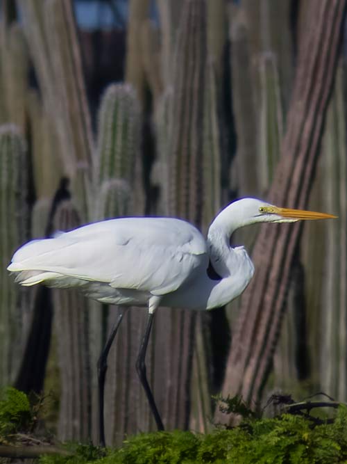 The Great Egret can always be identified by its yellow bill and black legs.