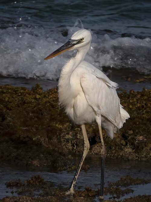 The "Great White Heron" (white morph of the Great Blue Heron) is a rare bird as far south as Bonaire.