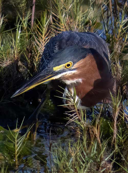 An adult Green Heron hunts in a marshy pond on Bonaire.