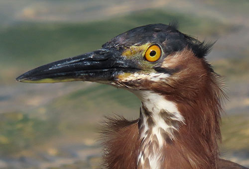 The bill of the Green Heron is thicker and very stout at the base.