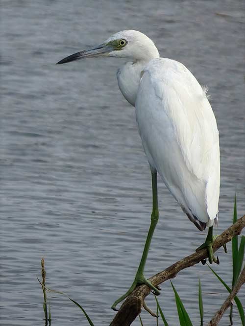An immature Little Blue Heron exhibits all white plumage for its first year.