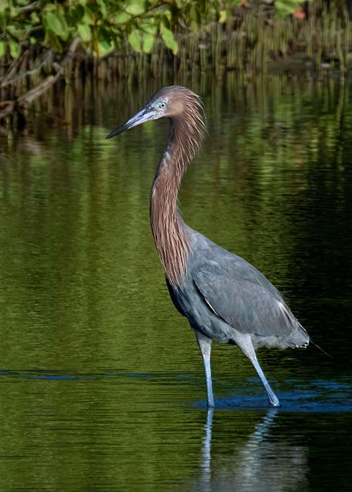 The Reddish Egret with "dance" as it forages in the shallows.
