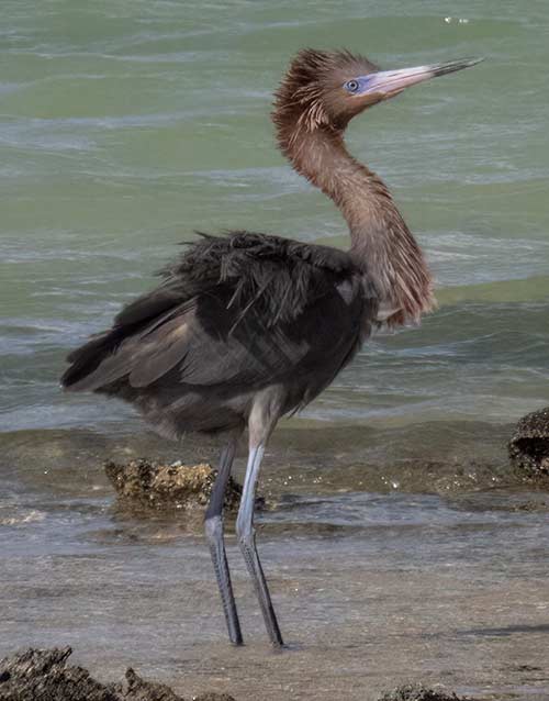 A Reddish Egret exhibits the more common plumage of the dark morph.