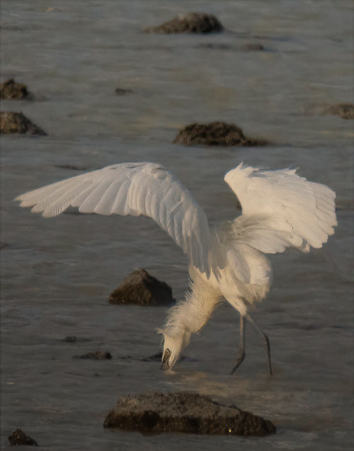 A white morph Reddish Egret forages in Bonaire's salt ponds.
