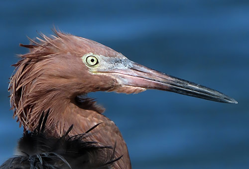 The bill of the Reddish Egret is slim and long like a dagger.